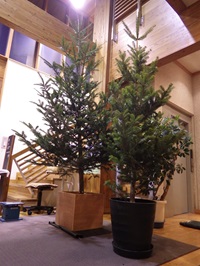 左の木は3メートル50センチ、右の木は2メートル50センチです。