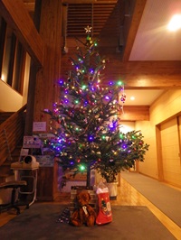 電飾をほどこしたクリスマスツリー