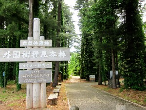 外国樹種見本林の様子