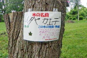 イタヤカエデの樹名板
