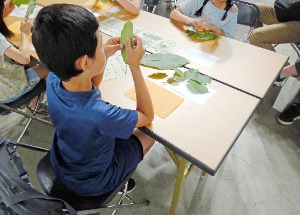 子どもたちは手に取った葉っぱを観察