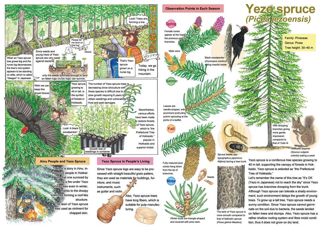 北海道の木のえほんエゾマツ英訳