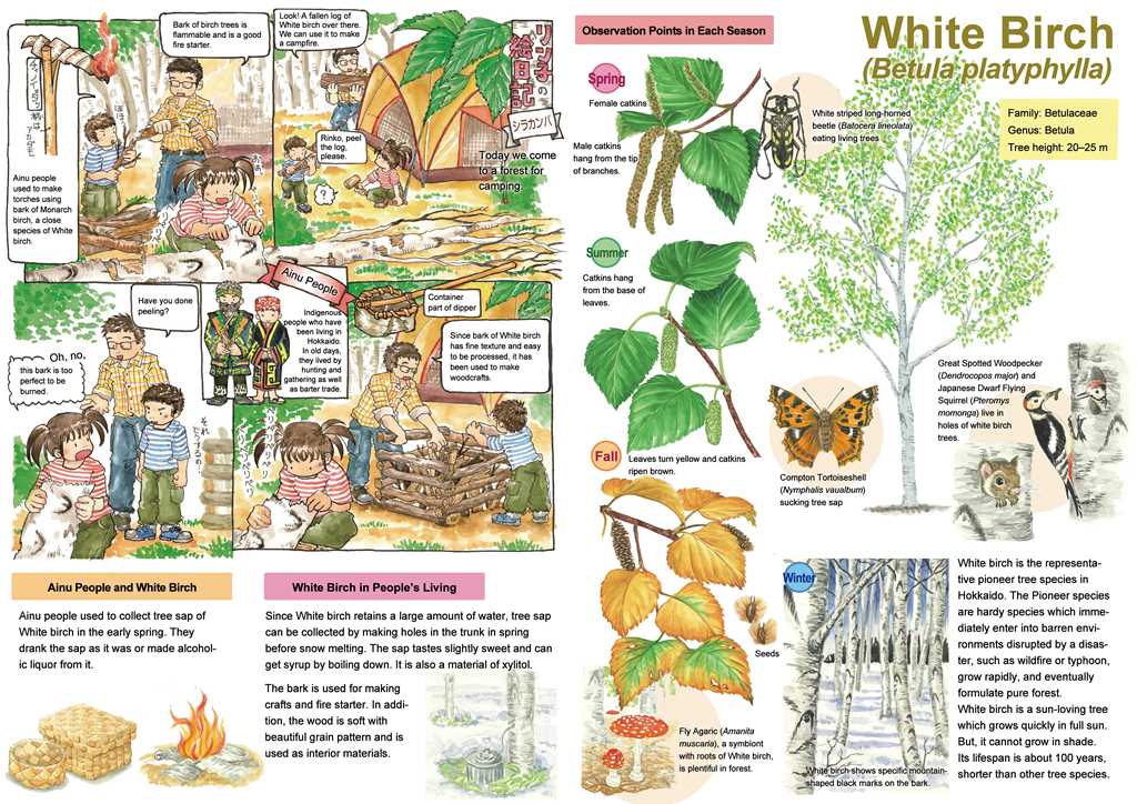北海道の木のえほんシラカンバ英訳