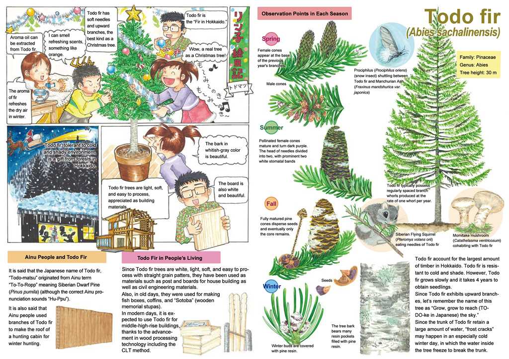 北海道の木のえほんトドマツ英訳