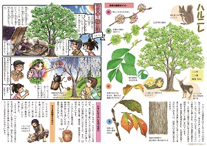 北海道の木のえほん　ハルニレ