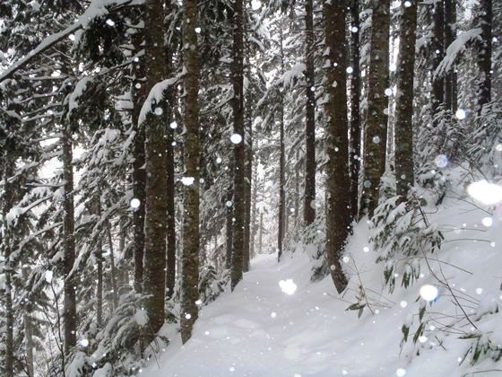 雪舞う登山道