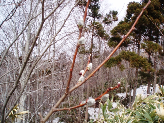 ヤナギ
