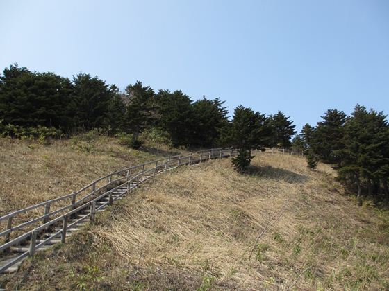 アツモリ群生地