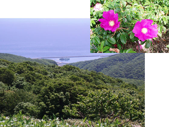 球島山からみた江差線フェリーとハマナス