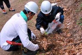 苗木を掘り採っている様子