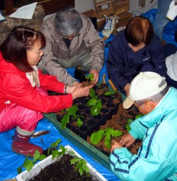 キャビティコンテナへの移植作業