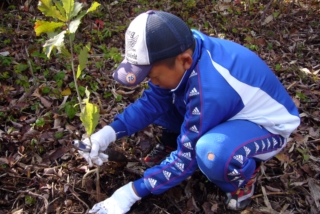 ミズナラを植えます