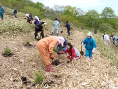 トドマツ植樹風景