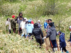 小学生によるサクラの植樹