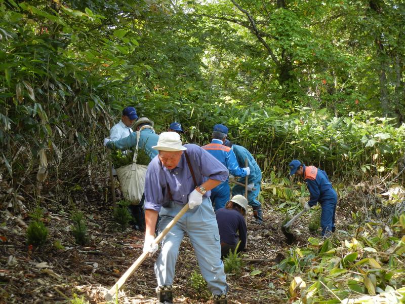 300本のアカエゾマツを植樹