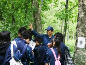 樹木の特徴について解説