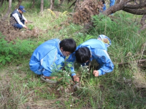 中学2年生の時に植えたカミネッコンの観察