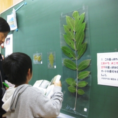 この葉っぱはどの木の葉っぱかな