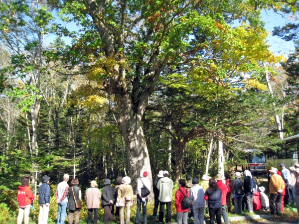 樹齢約450年のミズナラ