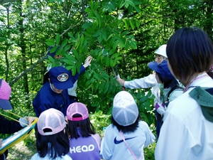 この木の特徴は何かな？