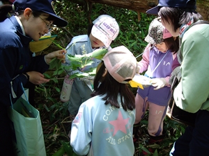 樹木の花の観察