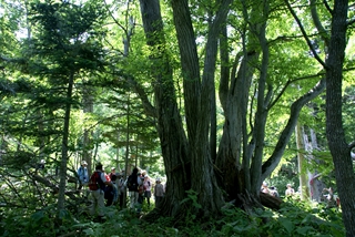 樹齢450年のカツラ