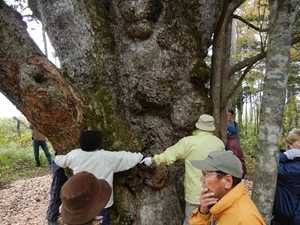 標茶のミズナラの大きさを実感