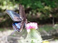 ミヤマカラスアゲハ