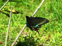 ミヤマカラスアゲハ