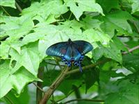 カラスアゲハ