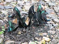 ミヤマカラスアゲハ