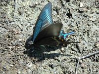 ミヤマカラスアゲハ