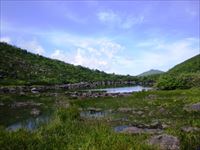 シャクナゲ沼
