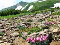 駒草平より東岳