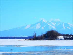 濤沸湖の白鳥と斜里岳