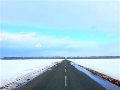 防風林が広がる風景