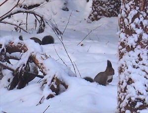 雪の中にいる