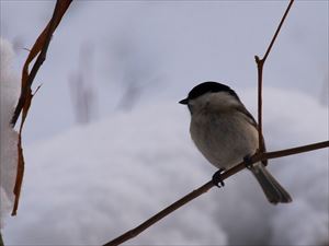 枝に止まるハシブトガラ