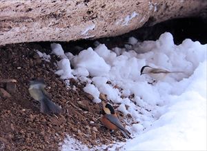 丸太の下に鳥が3匹いる