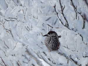 樹氷にとまるホシガラス