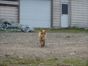 キタキツネ