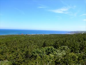 えりも海岸林