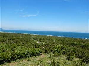 えりも海岸林