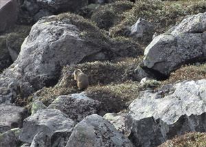 大急ぎで周囲の高山植物の葉や茎を囓り取り