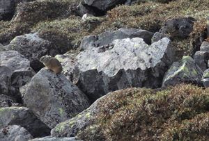 まずはジッと動かず空を眺め、野鳥に狙われていないかを確認