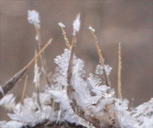 雪の結晶のような粗氷