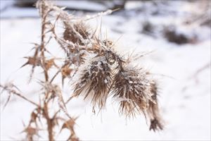 枯れたアザミに付いた粗氷