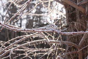 樹木の粗氷を間近で２