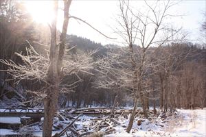 粗氷は川沿いに