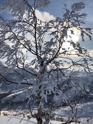 雪の積もったダケカンバ